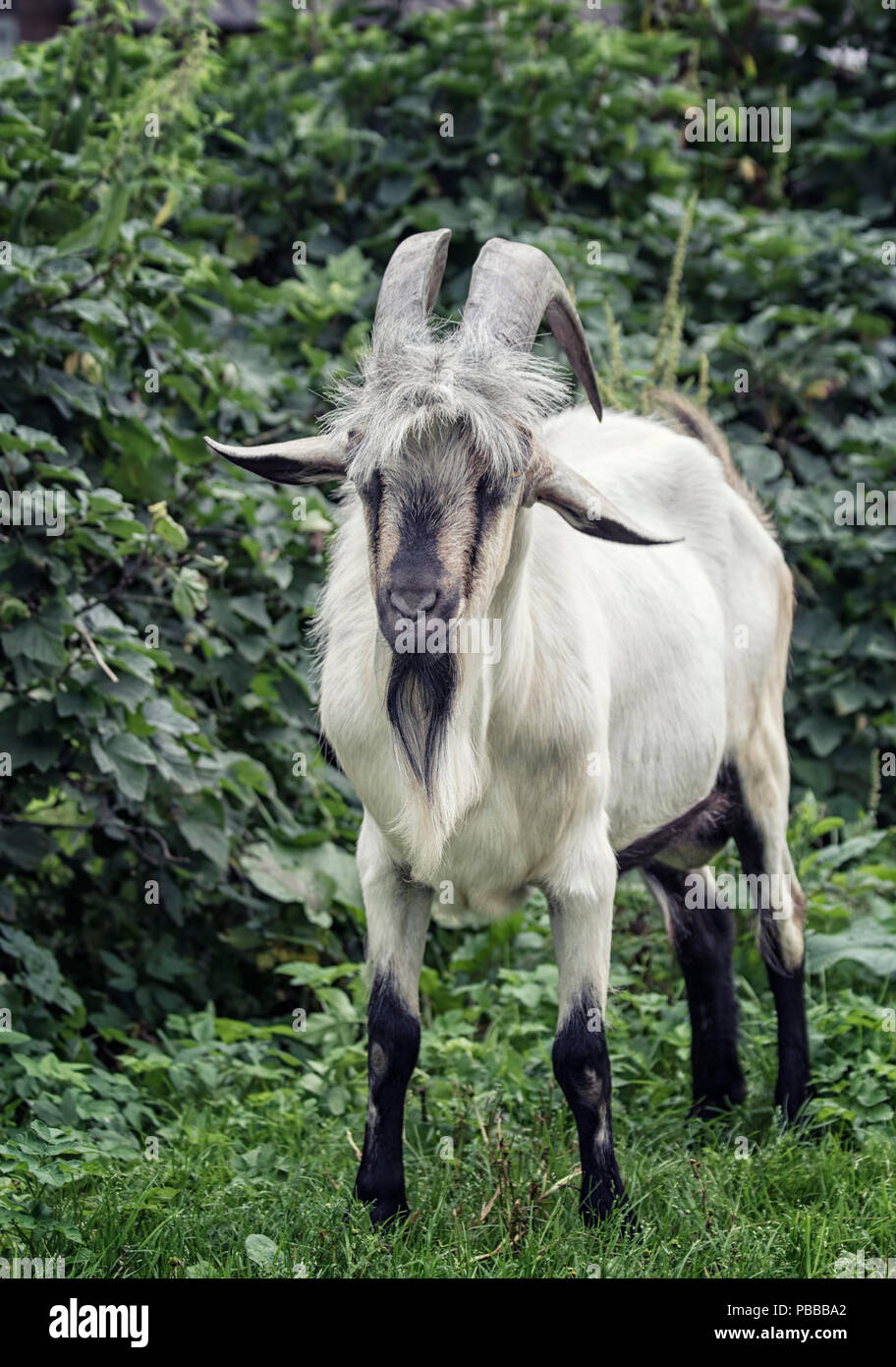 Adulto maschio di capra con le corna Foto Stock
