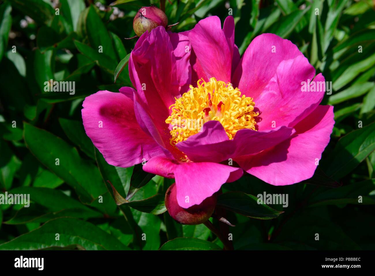 Paeonia lactiflora Mistral peonia cinese giardino peonia fiore Foto Stock
