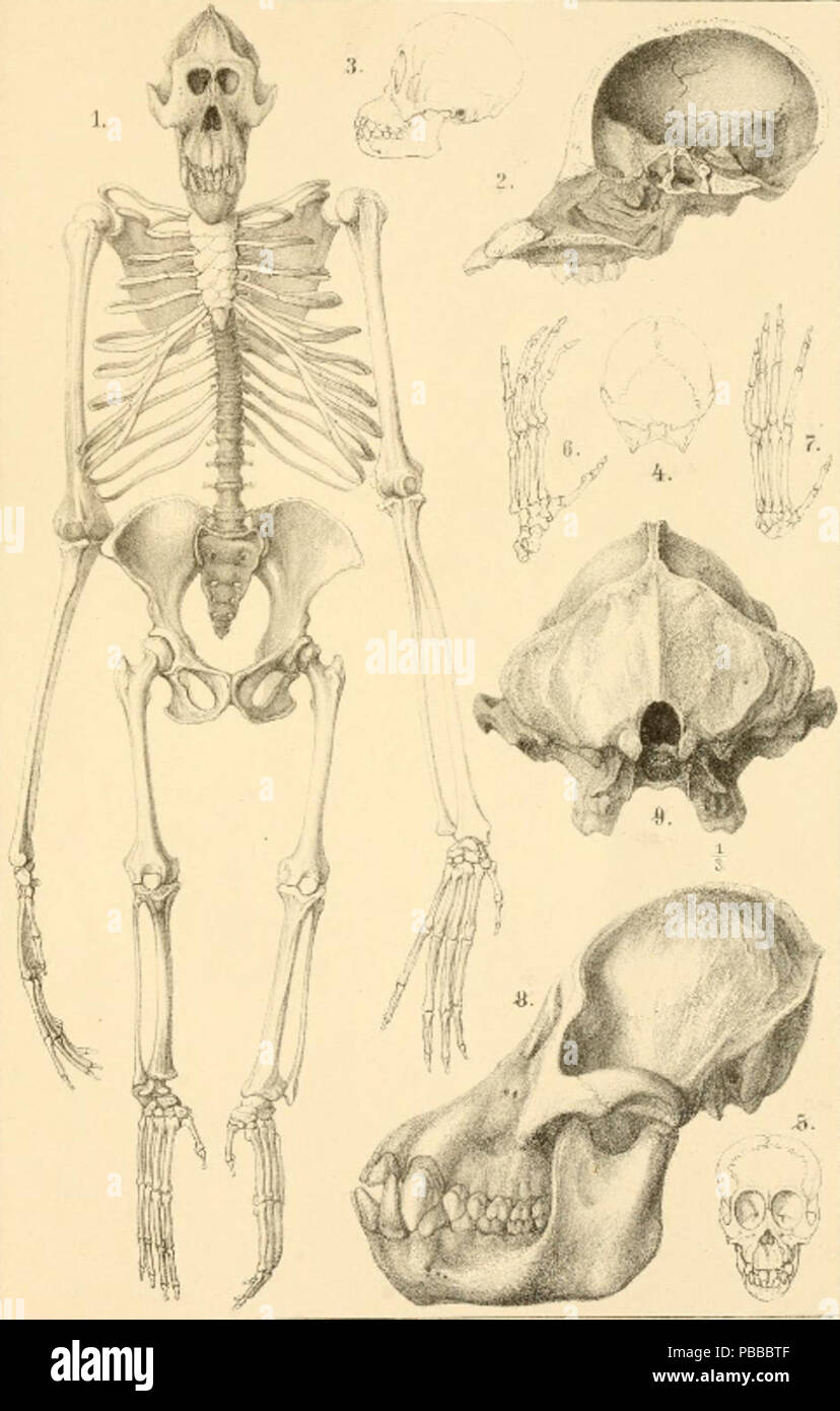1140 Orangskeleton Foto Stock
