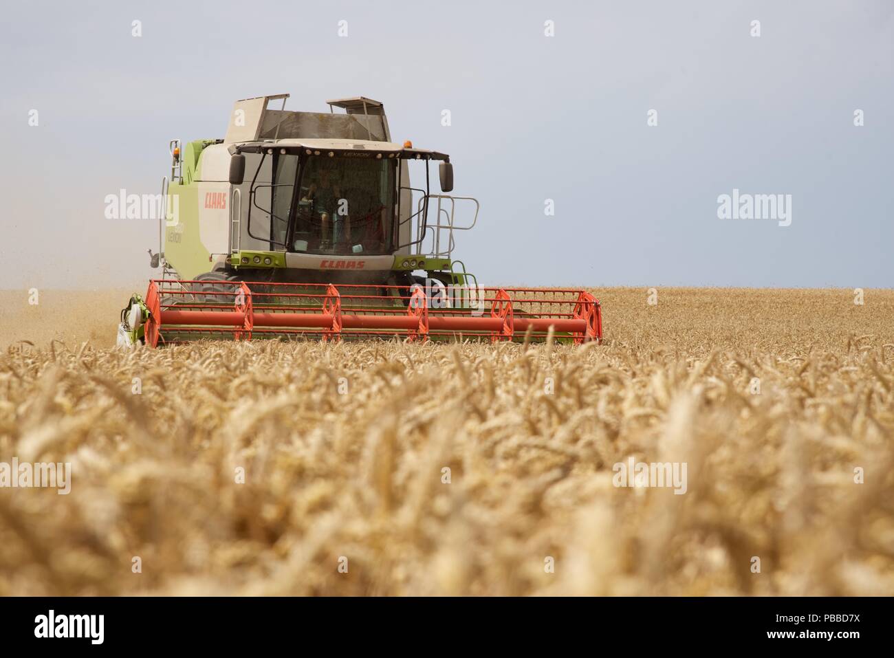 La raccolta di frumento: l'estate del 2018 e le colture di Pas-de-Calais sono quindici giorni di anticipo rispetto al normale, una raffica di attività deriva per raccogliere il grano Foto Stock