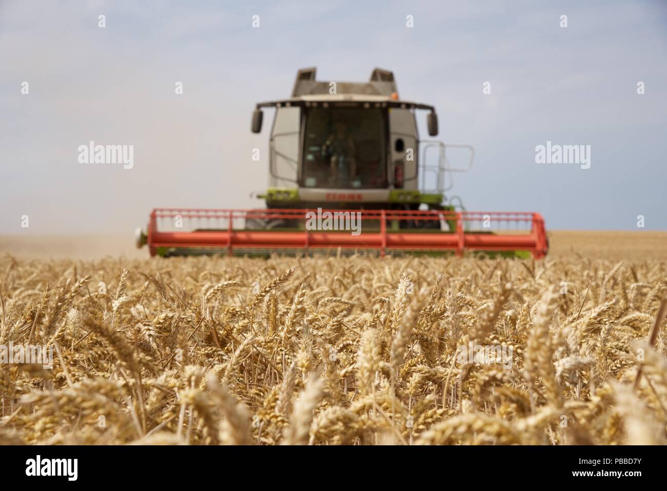 La raccolta di frumento: l'estate del 2018 e le colture di Pas-de-Calais sono quindici giorni di anticipo rispetto al normale, una raffica di attività deriva per raccogliere il grano Foto Stock