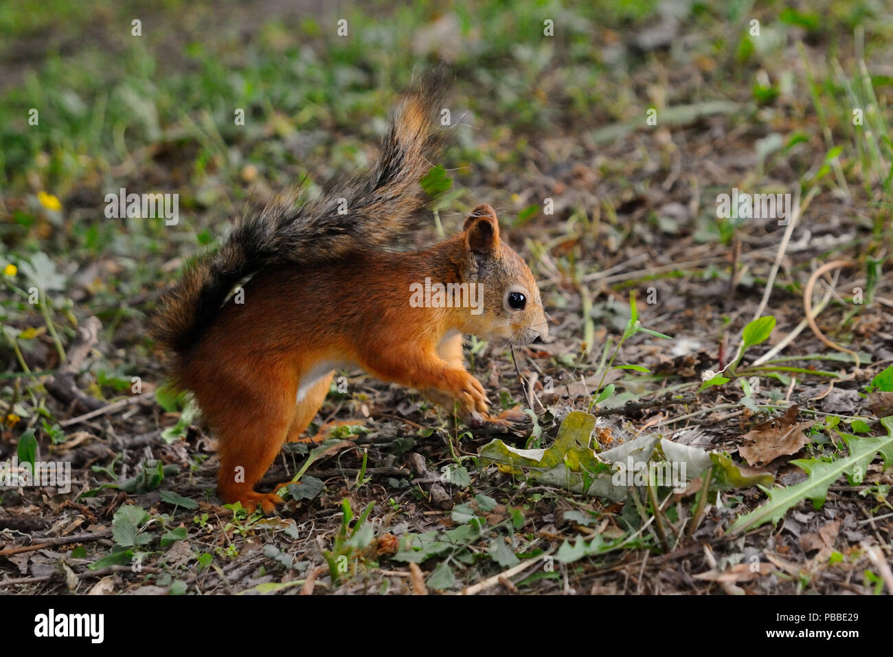 Cucciolo di scoiattolo sta cercando di nascondere il dado nel suolo, isola Elagin, San Pietroburgo, Russia Foto Stock