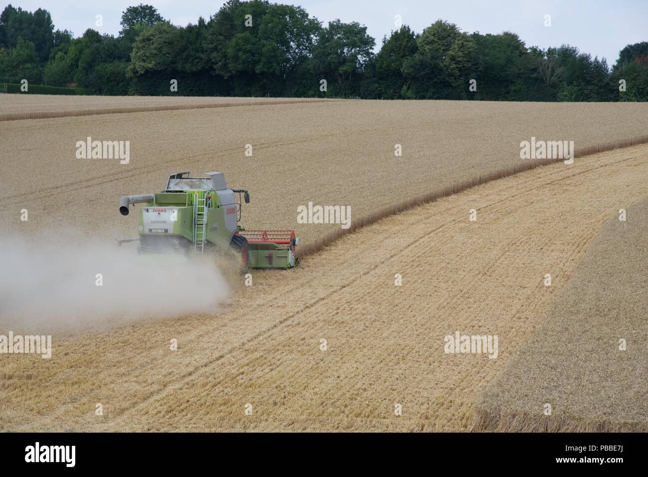 La raccolta di frumento: l'estate del 2018 e le colture di Pas-de-Calais sono quindici giorni di anticipo rispetto al normale, una raffica di attività deriva per raccogliere il grano Foto Stock