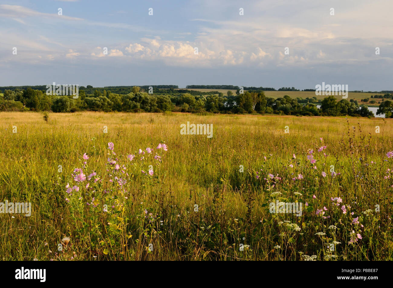Vista Shatov acqua deposito su campi con malva selvatica fiori sul primo piano, Tula Regione Foto Stock