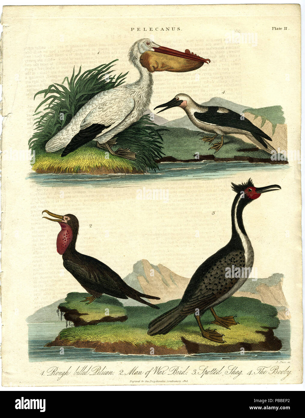 1177 Pelecanus Bird Stampa 1823 (3239541165) Foto Stock