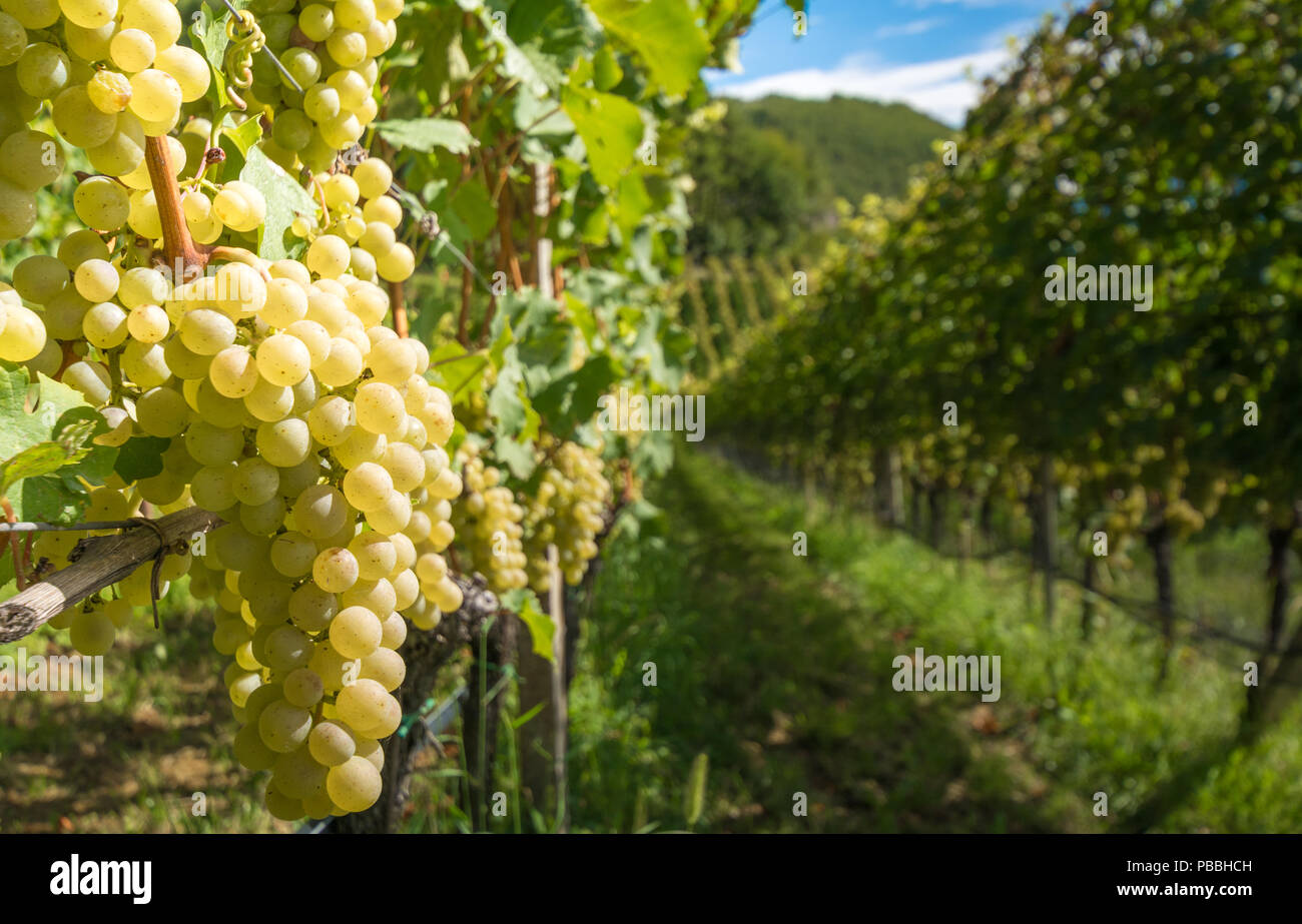 L'uva (Mueller Thurgau) in vigna, Alto Adige, Italia. Guyot Vine Training System. Foto Stock