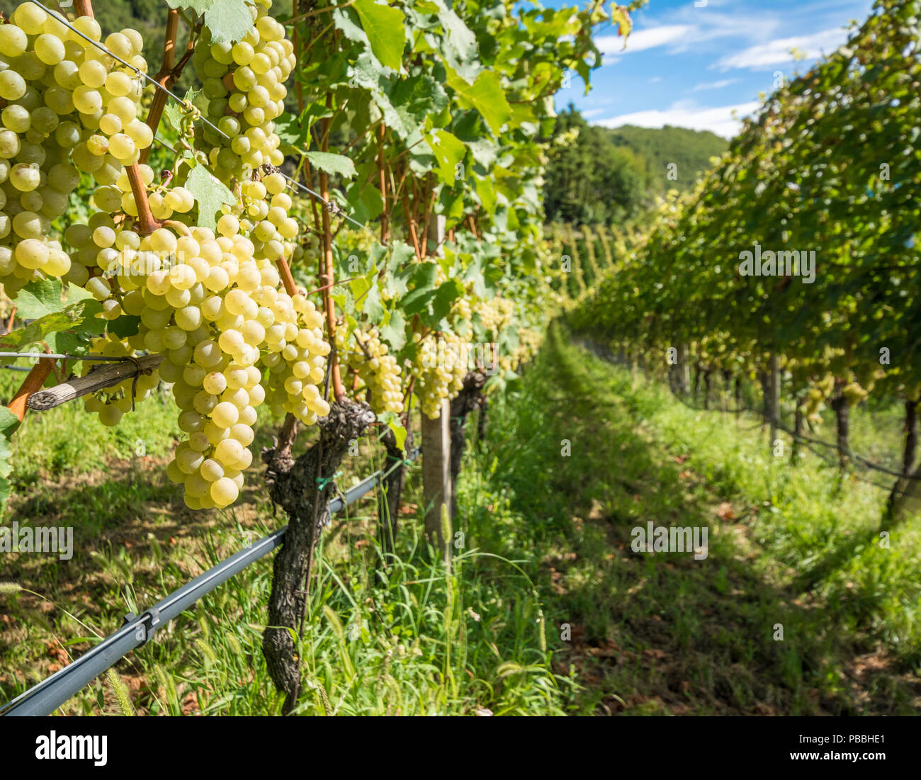 L'uva (Mueller Thurgau) in vigna, Alto Adige, Italia. Guyot Vine Training System. Foto Stock L'uva (Mueller Thurgau) in vigna, Alto Adige, Italia. Guyot Vine Training System. Foto Stock