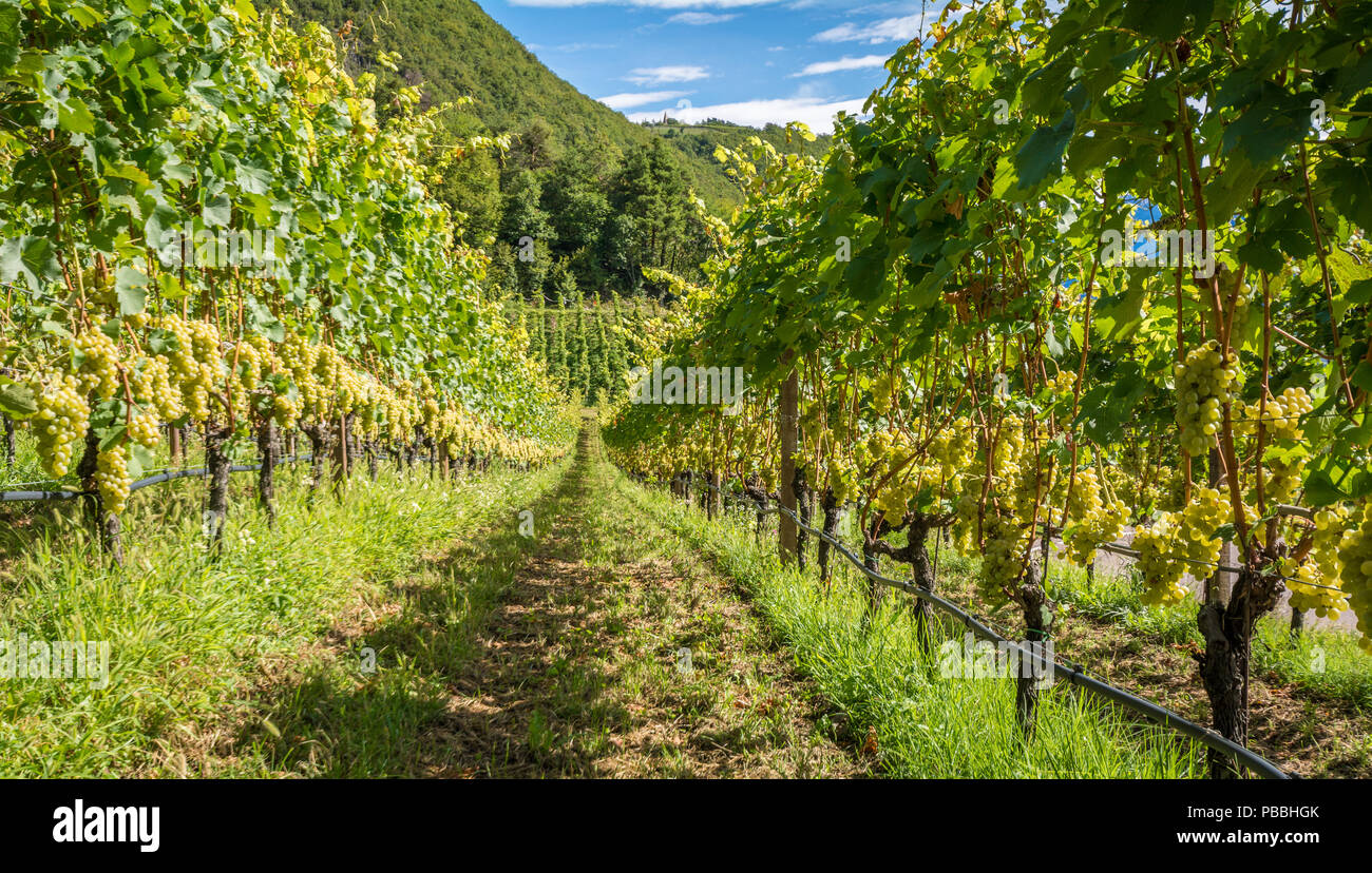 L'uva (Mueller Thurgau) in vigna, Alto Adige, Italia. Guyot Vine Training System. Foto Stock