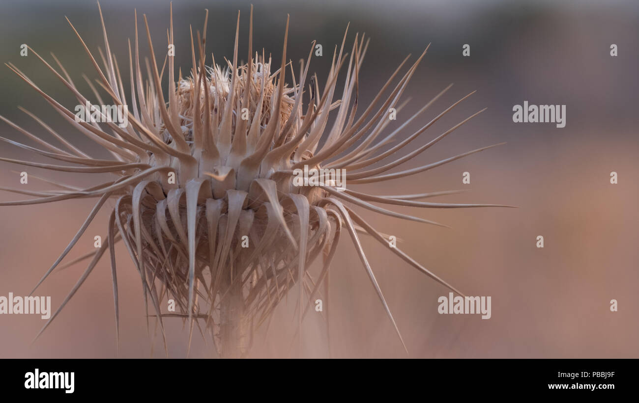 Cardo secco nel caldo dell'estate. Attica orientale, Grecia, Europa. Foto Stock