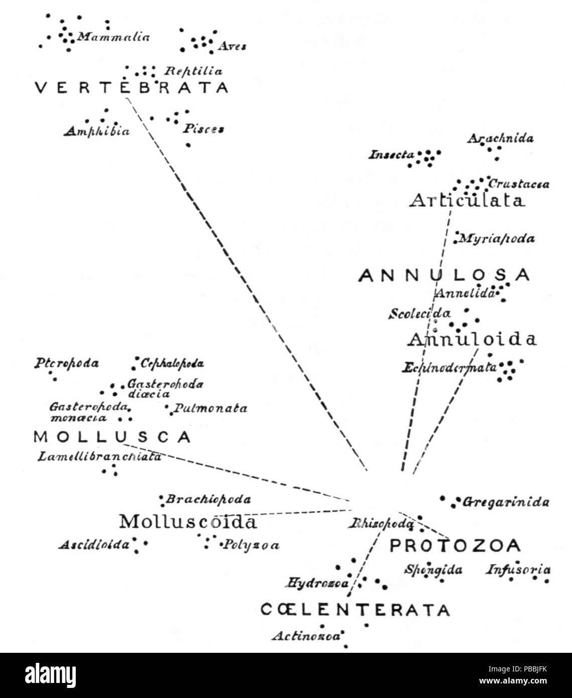 1227 Principi di biologia animale relazioni 1 Foto Stock