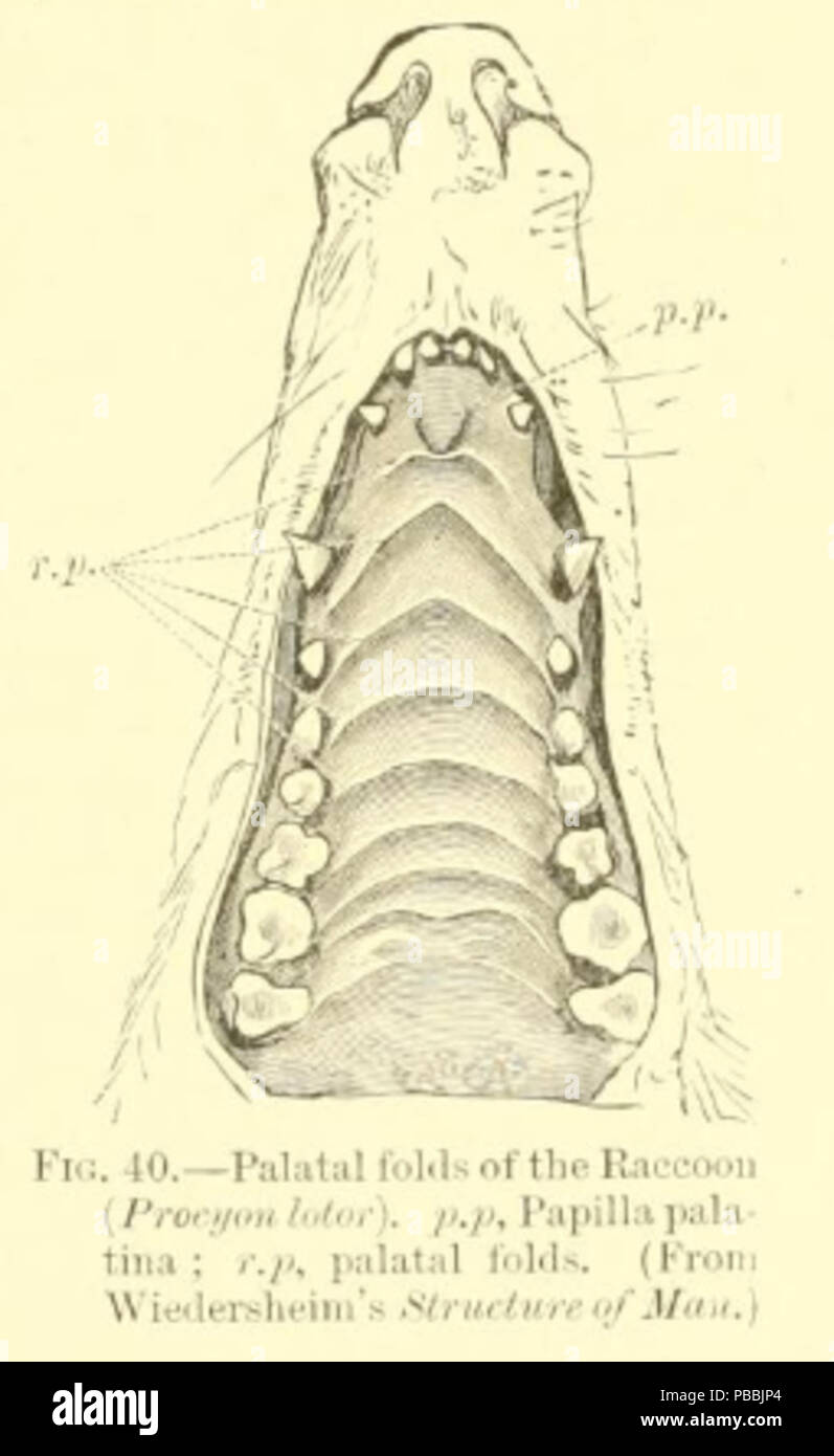 1229 Procione lotor palato Foto Stock