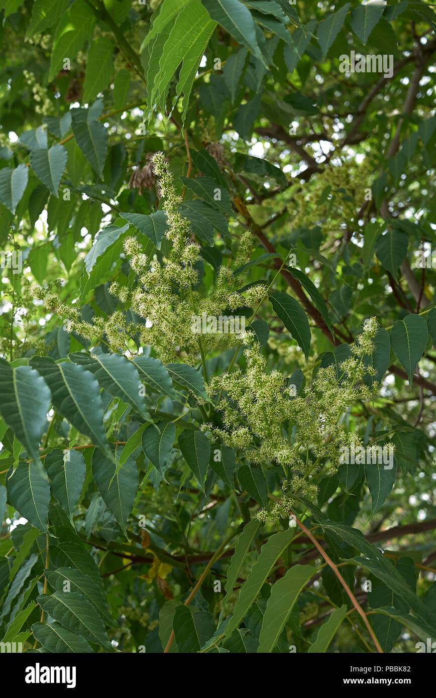 Ailanthus altissima blossom Foto Stock