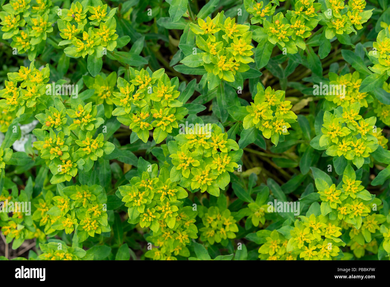 Vista frontale di bind erbaccia, convolvulus tricolore da Portogallo, ideale per lo sfondo di piante Foto Stock