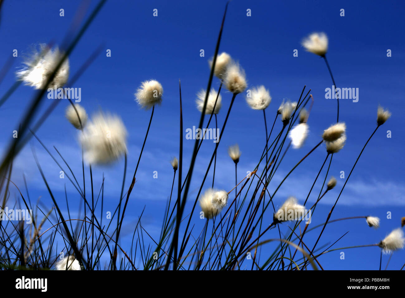 Sbocciato erbe colpo contro un blu cielo irlandese. Foto Stock