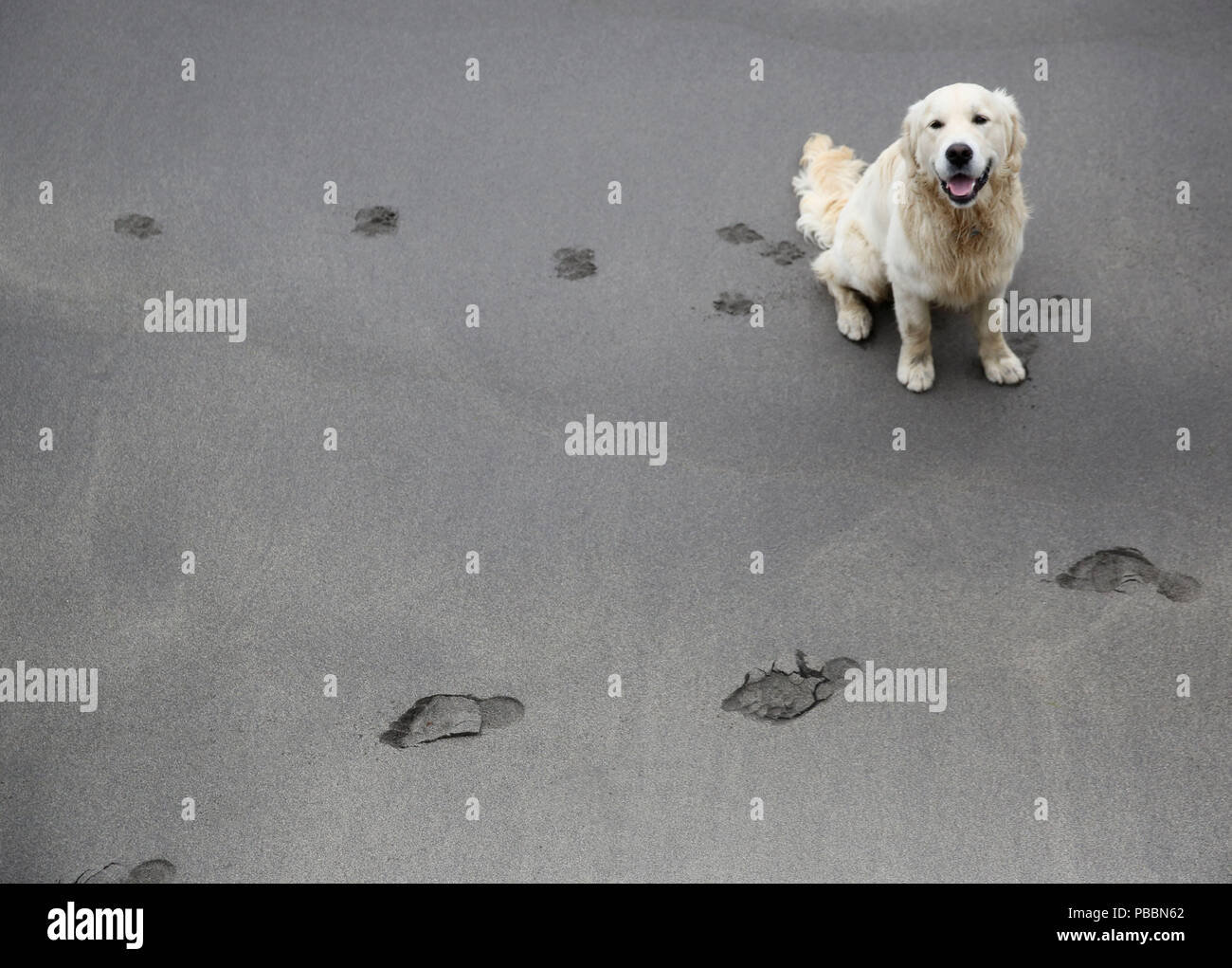 Inglese Golden Retriever su una spiaggia nella Contea di Kerry, Irlanda. Foto Stock