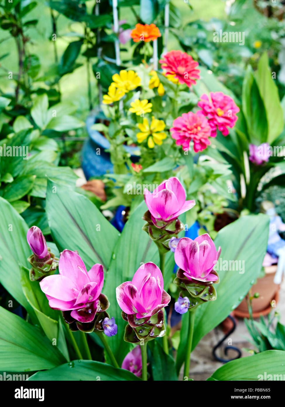 Fioritura Curcuma Alismatifolia impianto noto anche come curcuma o il Siam Tulip o estate tulip che fiorisce in un giardino patio. Foto Stock