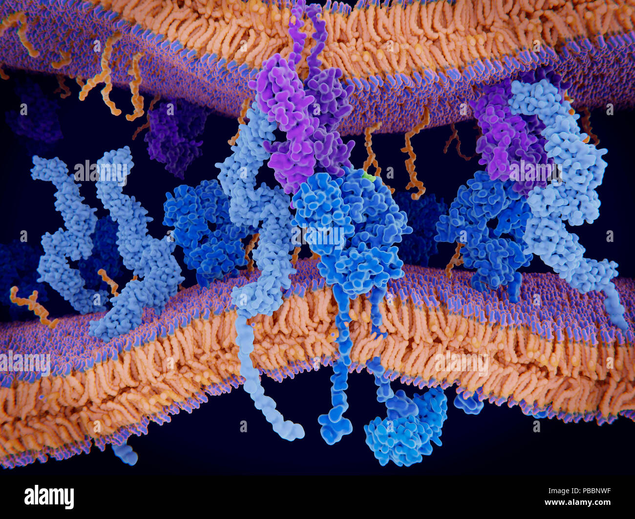 Illustrazione di una membrana cellulare con un recettore di cellula T (blu scuro, centro) in complesso con un MHC (complesso maggiore di istocompatibilità) di classe II-complesso peptidico (viola). Il recettore di cellula T attiva la risposta immunitaria agli antigeni in cellule T. L'antigene (luce verde) è un peptide da una cellula tumorale, batteri o virus. Al centro a sinistra è un CD4 proteina (azzurro). Dopo il legame di MHC-complesso antigene, il recettore di cellula T (blu) invia un segnale di cascata attraverso un allegato G-proteina nel linfocita T cellula, che attiva una risposta immunitaria. Foto Stock