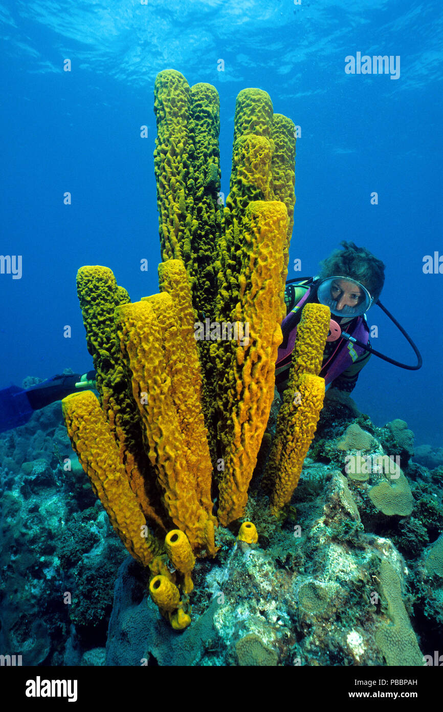 Subacqueo dietro una spugna di candela giallo-verde o spugna di tubo giallo (Aplysina fistularis), isola di Utila, Bay Islands, Honduras Foto Stock