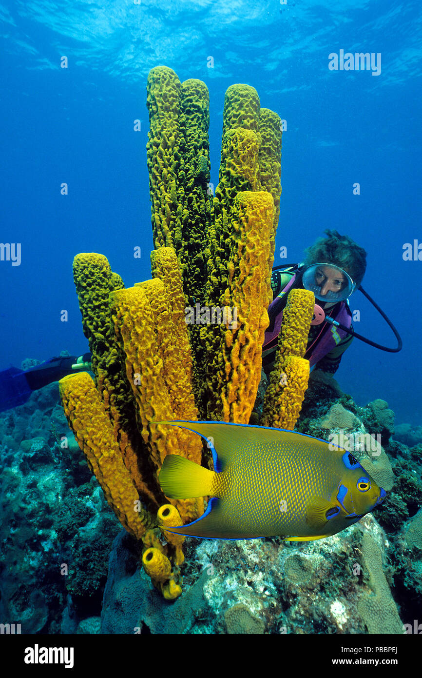 Scuba Diver dietro un giallo-verde candela spugna (Aplysina fistularis) orologi una regina Angelfish (Holacanthus ciliaris), Utila island, Honduras Foto Stock