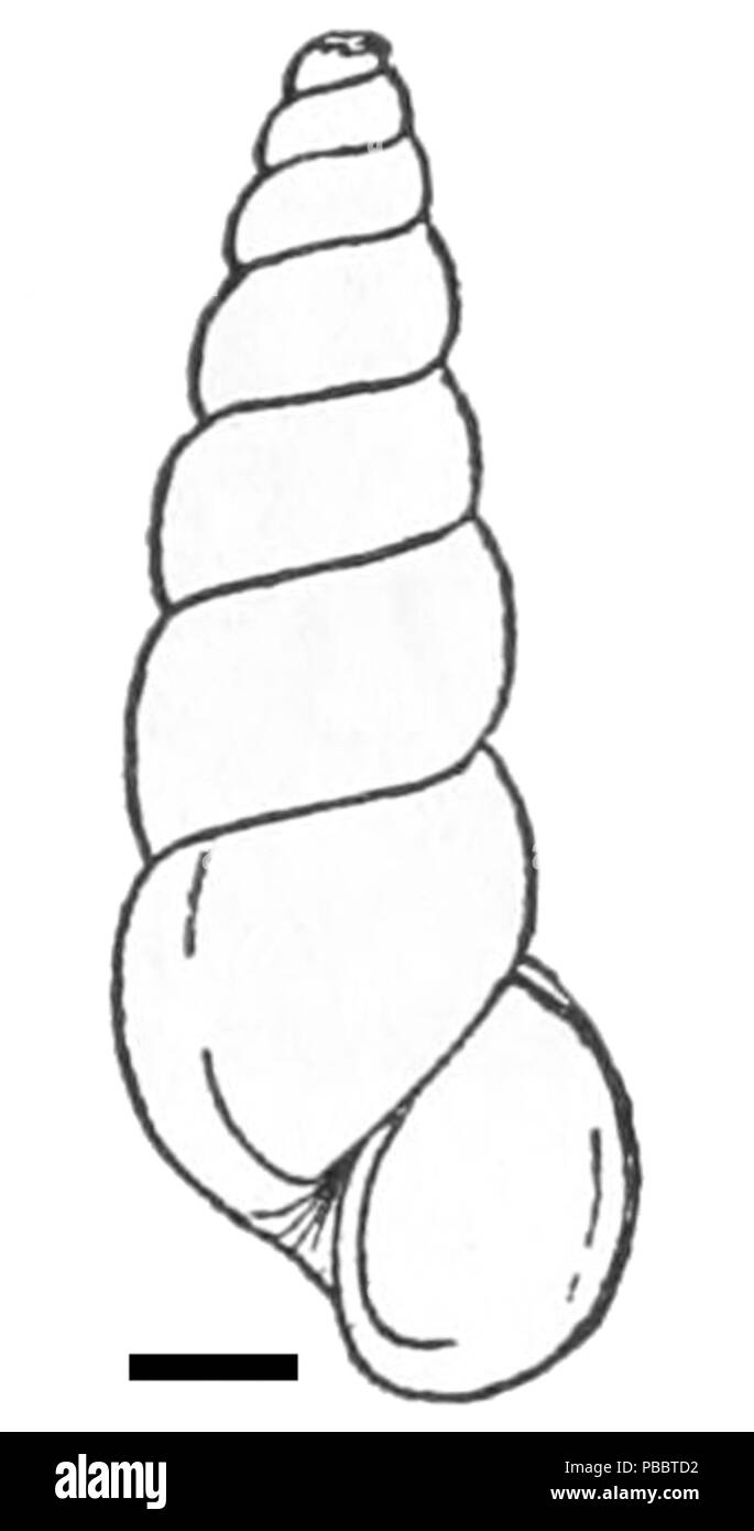 1137 Oncomelania nosophora hupensis shell Foto Stock