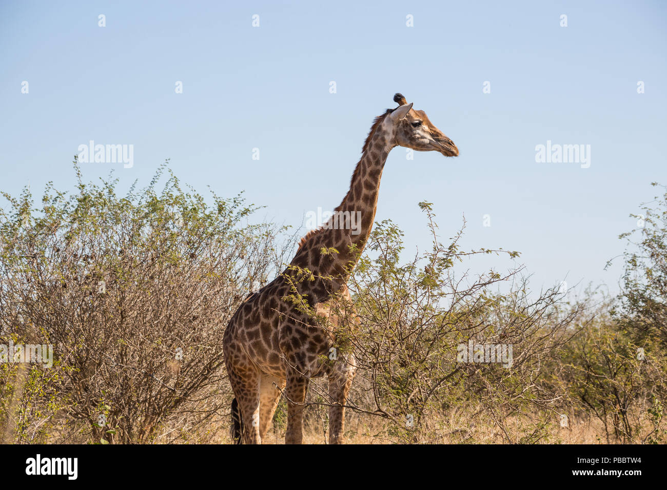 Ampio angolo di giraffe in piedi Foto Stock