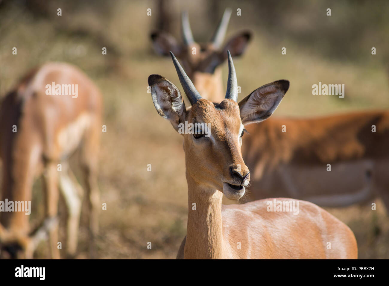 Giovani, curioso impala tra gruppo di altri Foto Stock