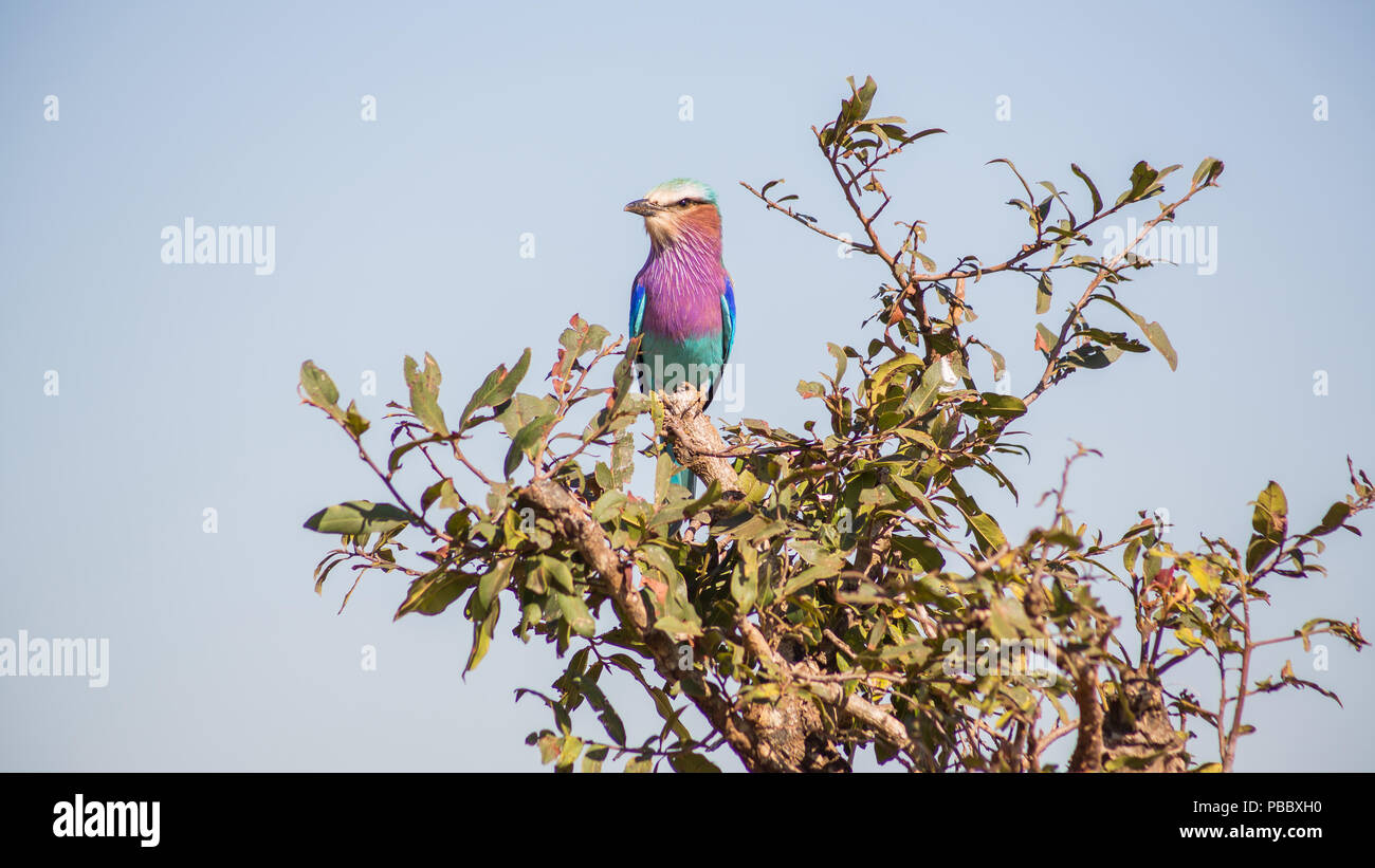 Lilla rullo contraffacciate appollaiato in una struttura ad albero Foto Stock