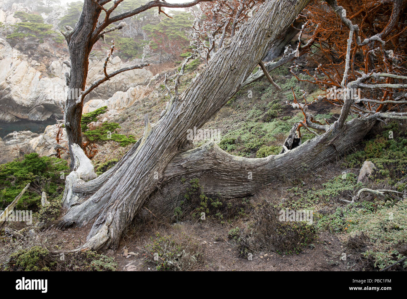 Il Cypress Grove promontori, punto Lobos, California Foto Stock