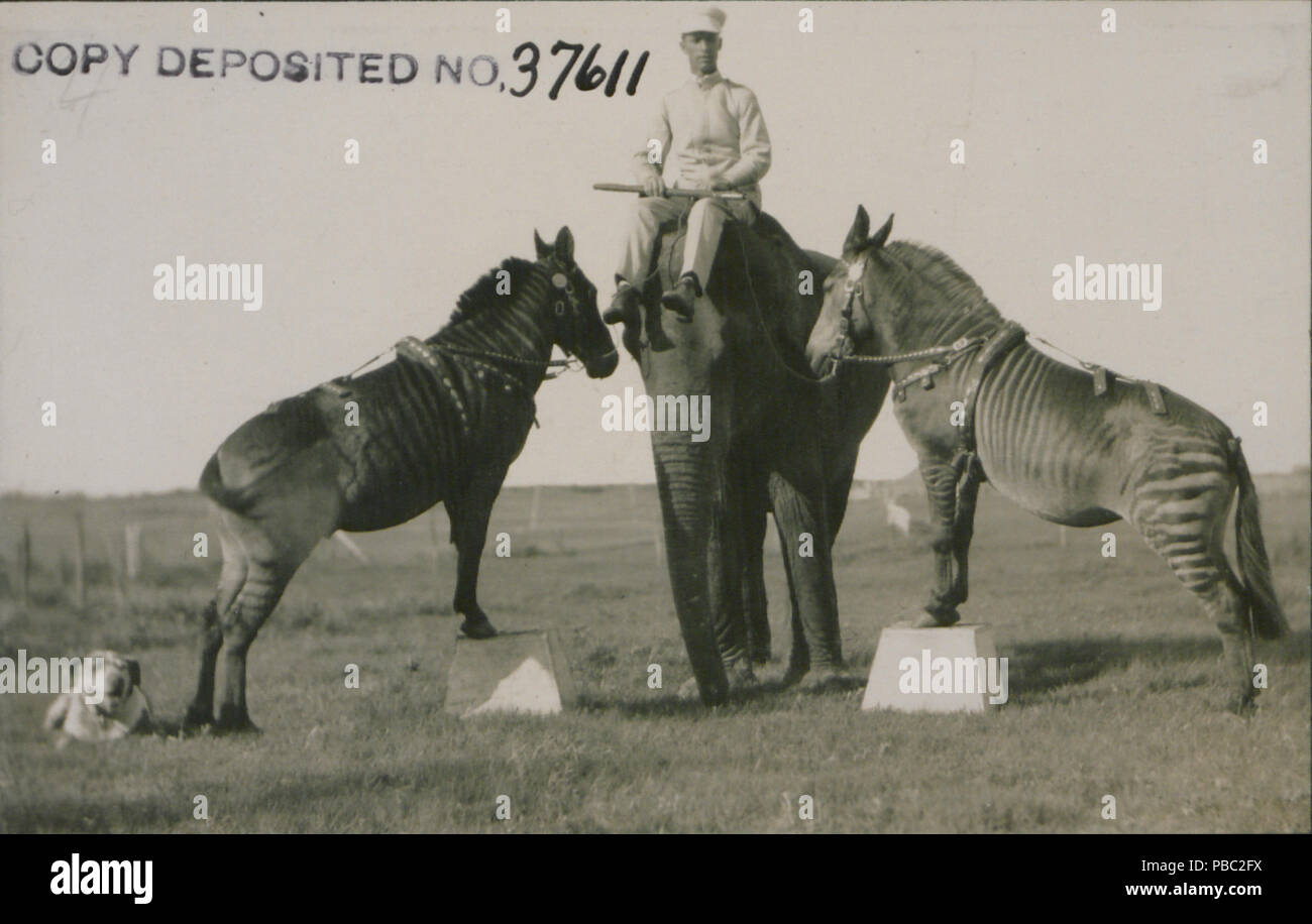 1182 eseguendo gli animali n. 4 (HS85-10-37611) Foto Stock