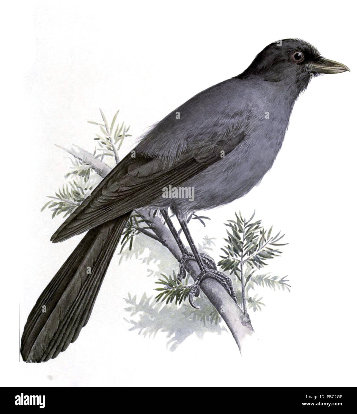 1182 Perisoreus internigrans Foto Stock