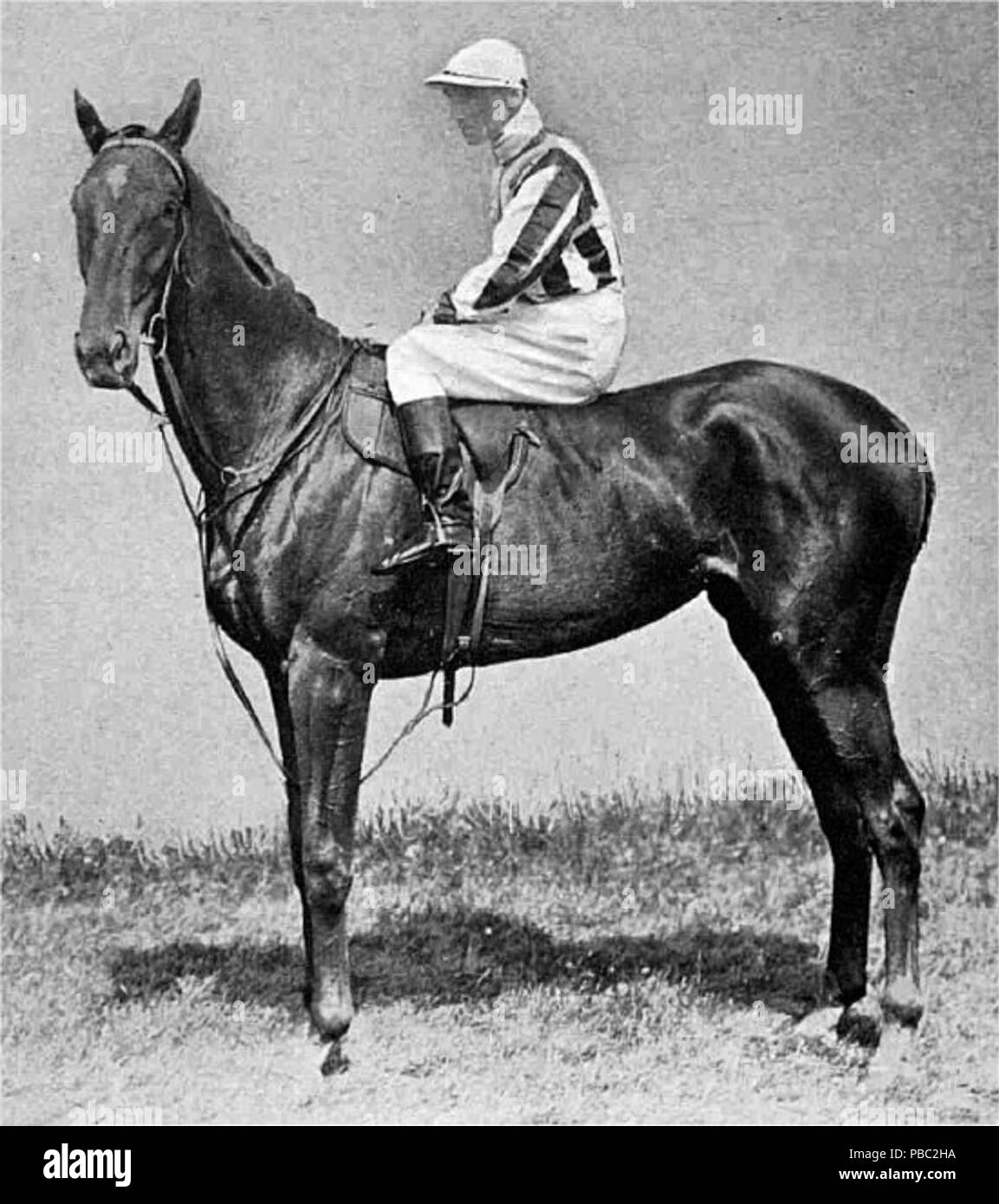 1182 Perola (cavallo) Foto Stock