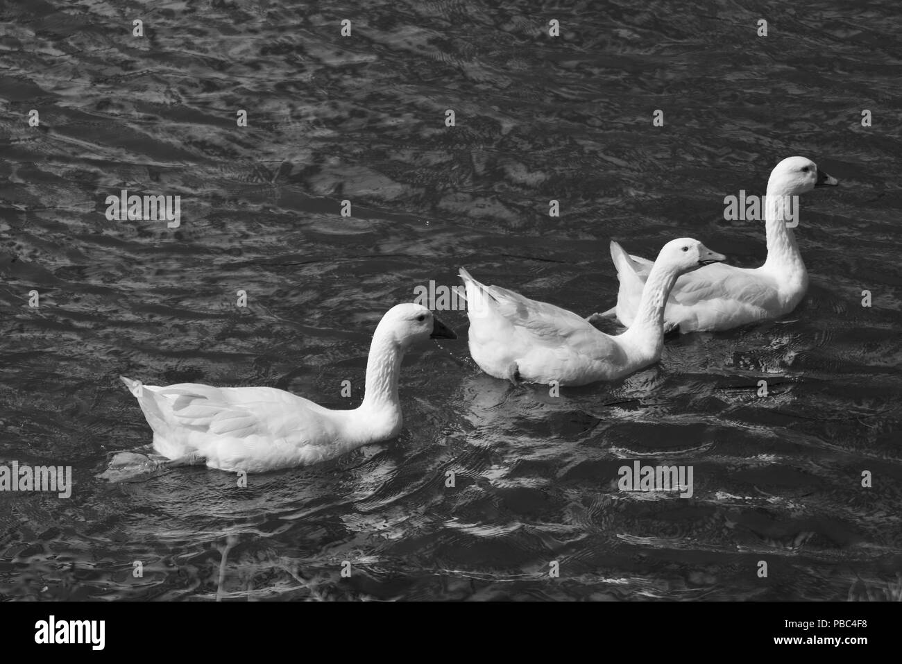 Oche bianca galleggiante sul fiume Foto Stock