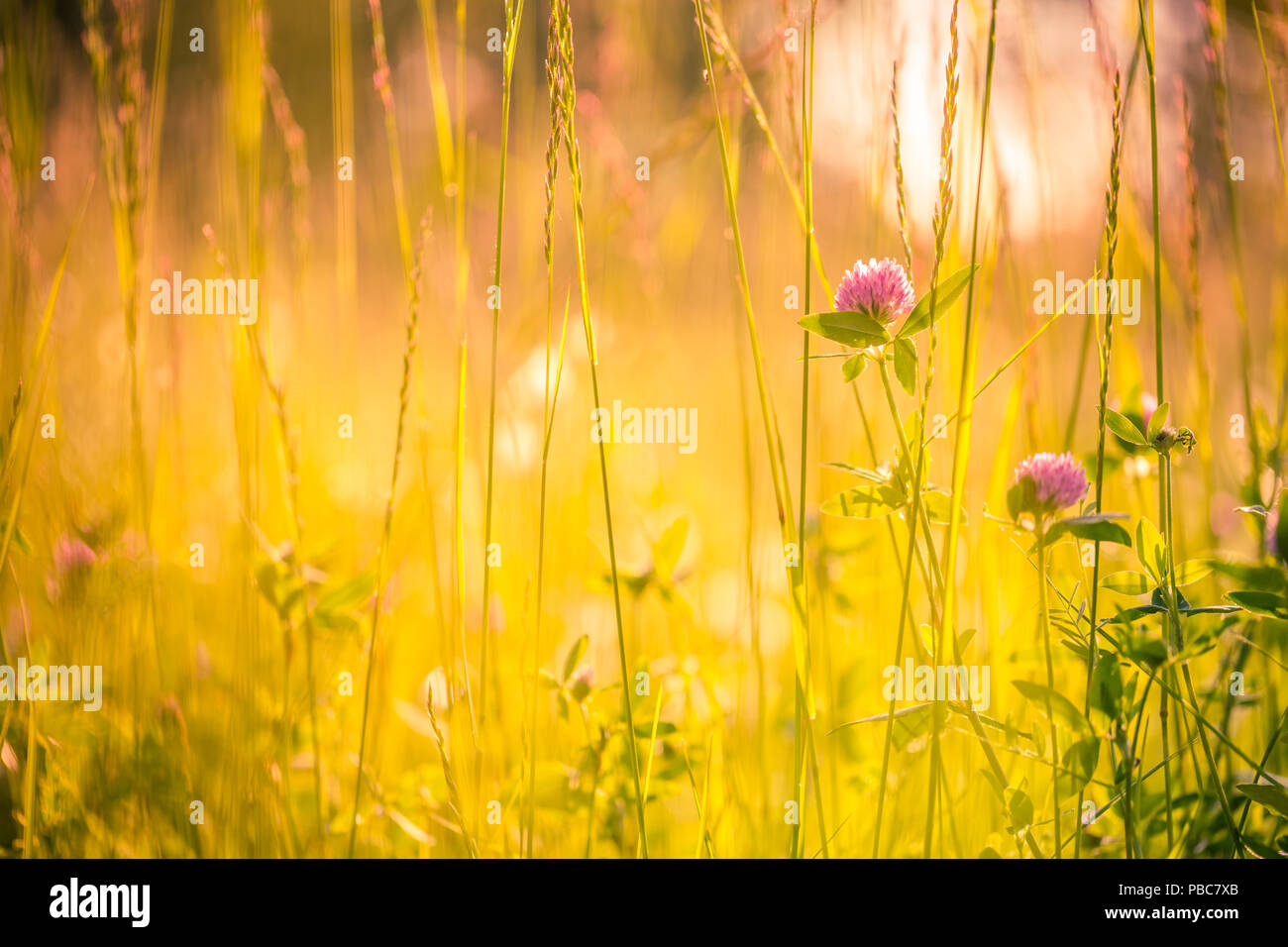 Luminoso prato estivo e fiori. Riscaldare i fiori di campo e morbido offuscata la sfocatura dello sfondo bokeh di fondo. Natura naturale ambiente Foto Stock