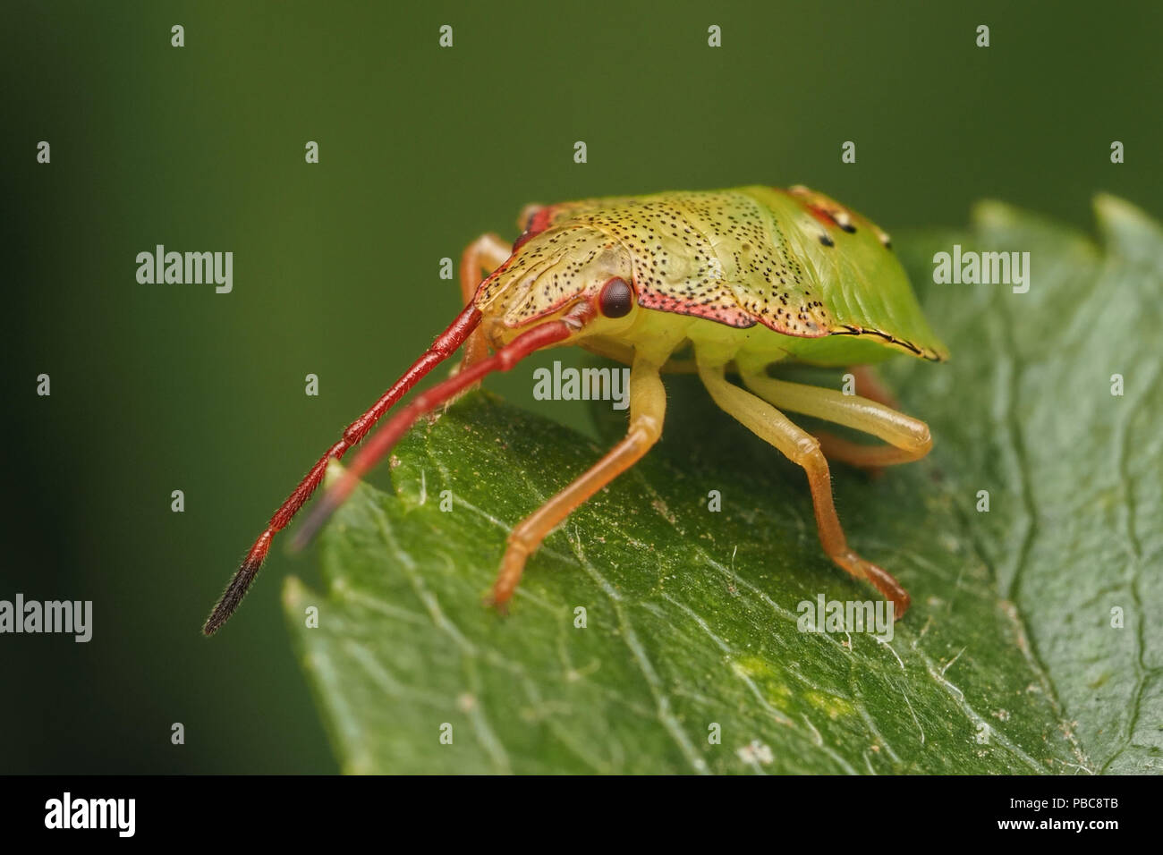 Biancospino Shieldbug nymph metà (instar Acanthosoma haemorrhoidale). Tipperary, Irlanda Foto Stock