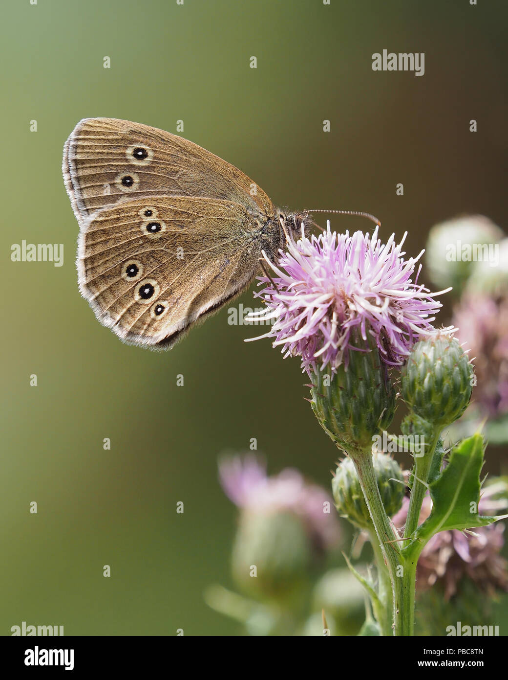 Ringlet Butterfly (Aphantopus hyperantus) arroccato su Thistle. Tipperary, Irlanda Foto Stock