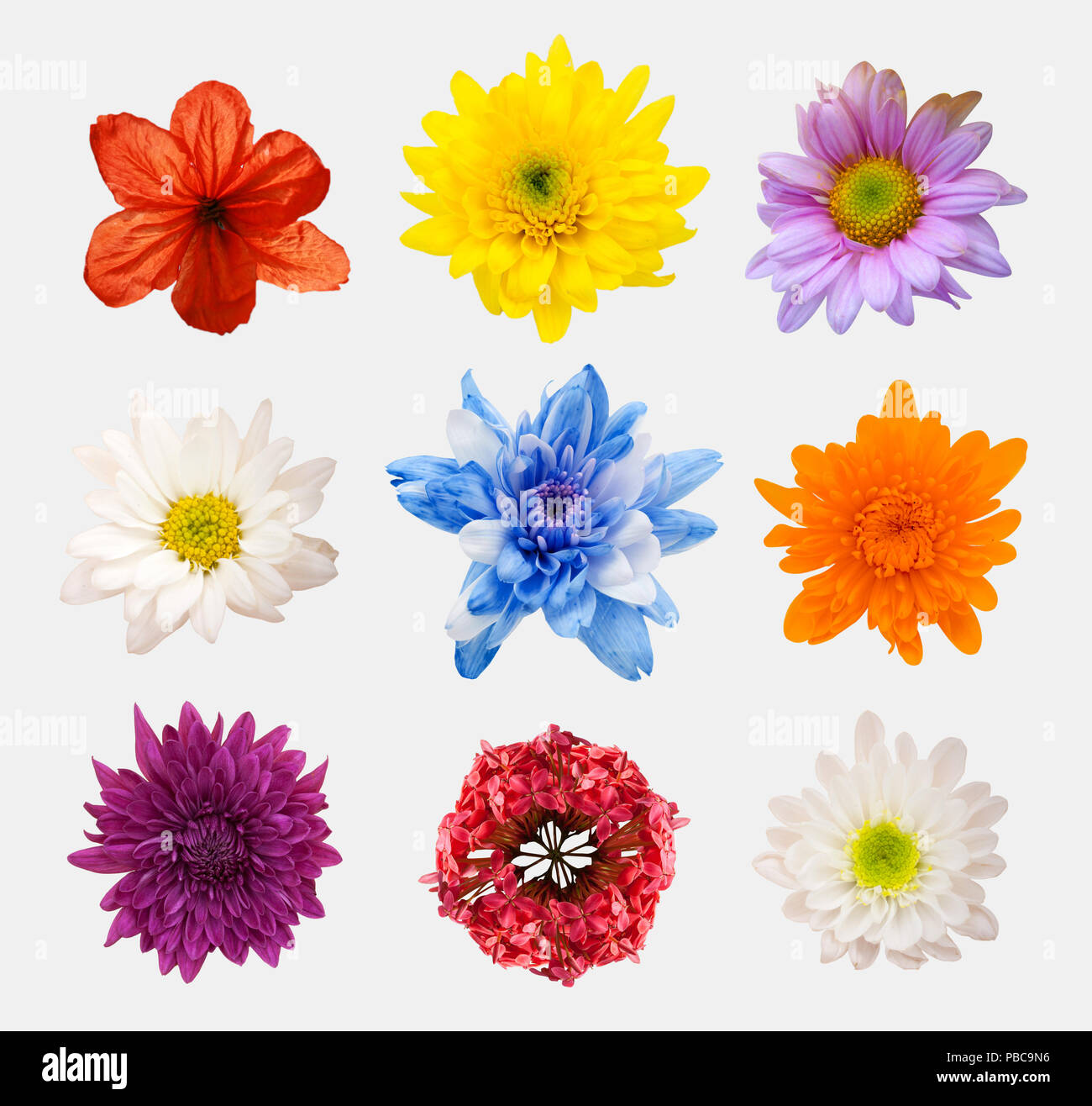 Grande scelta di fiori diversi isolati su sfondo bianco. Rosso, rosa, giallo, azzurro colori compresa rose, dalia, calendula, zinnia, fiore di paglia, Foto Stock