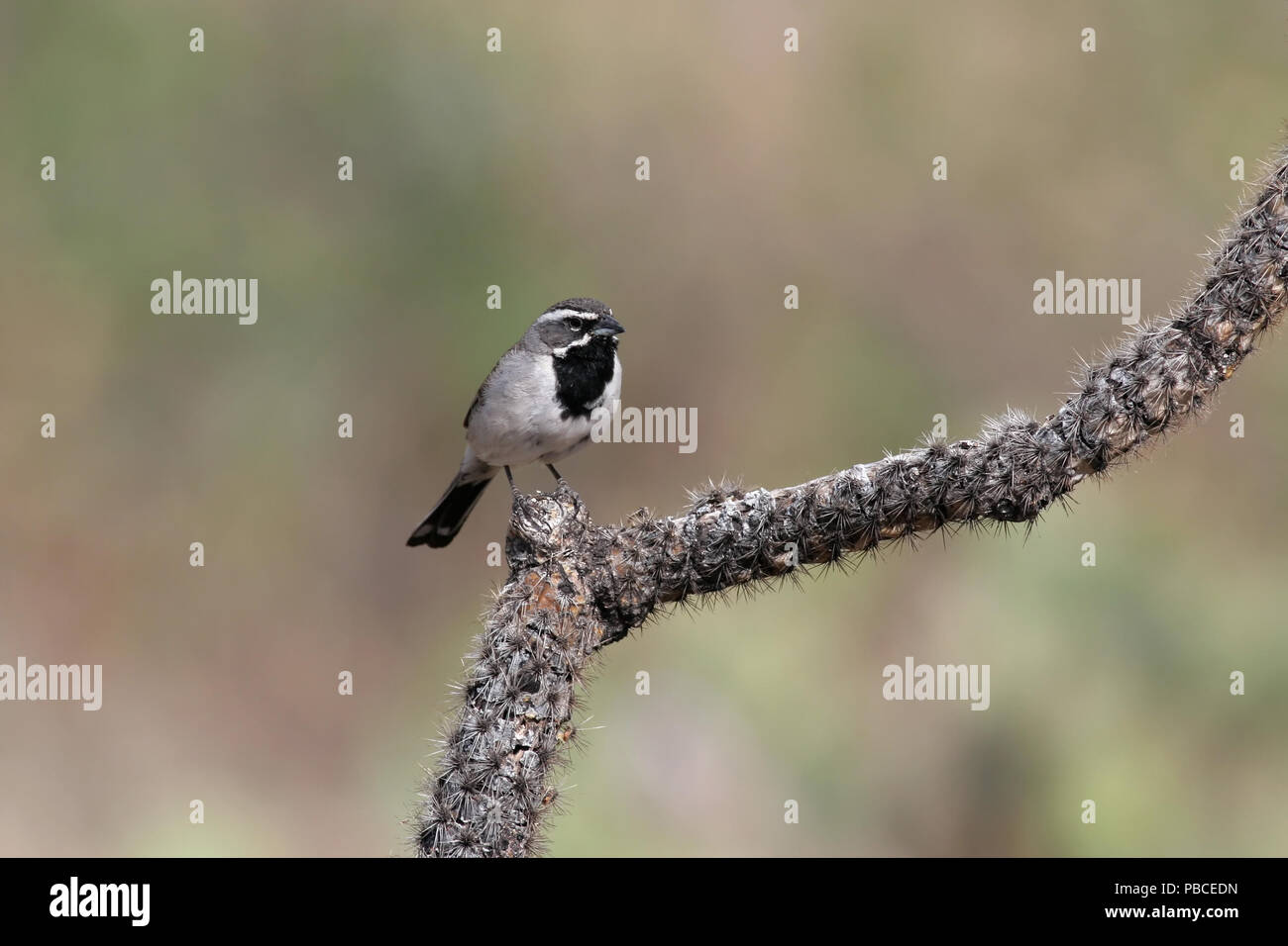 Nero-throated Sparrow il 6 maggio 2008 Stato Catalina Park vicino a Tucson, Arizona Foto Stock