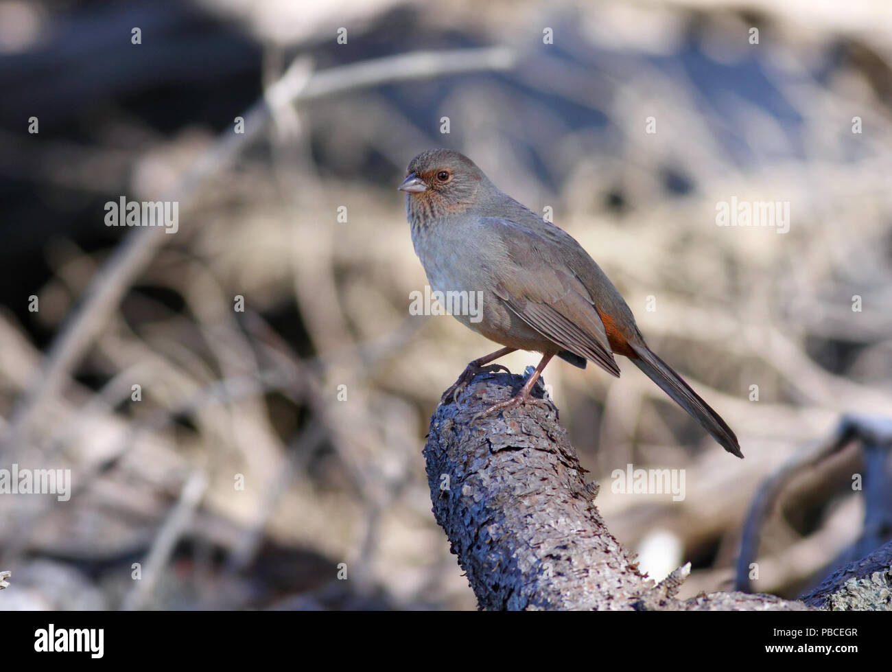 California Towhee Dicembre 18th, 2008 Land's End in San Francisco, California Foto Stock