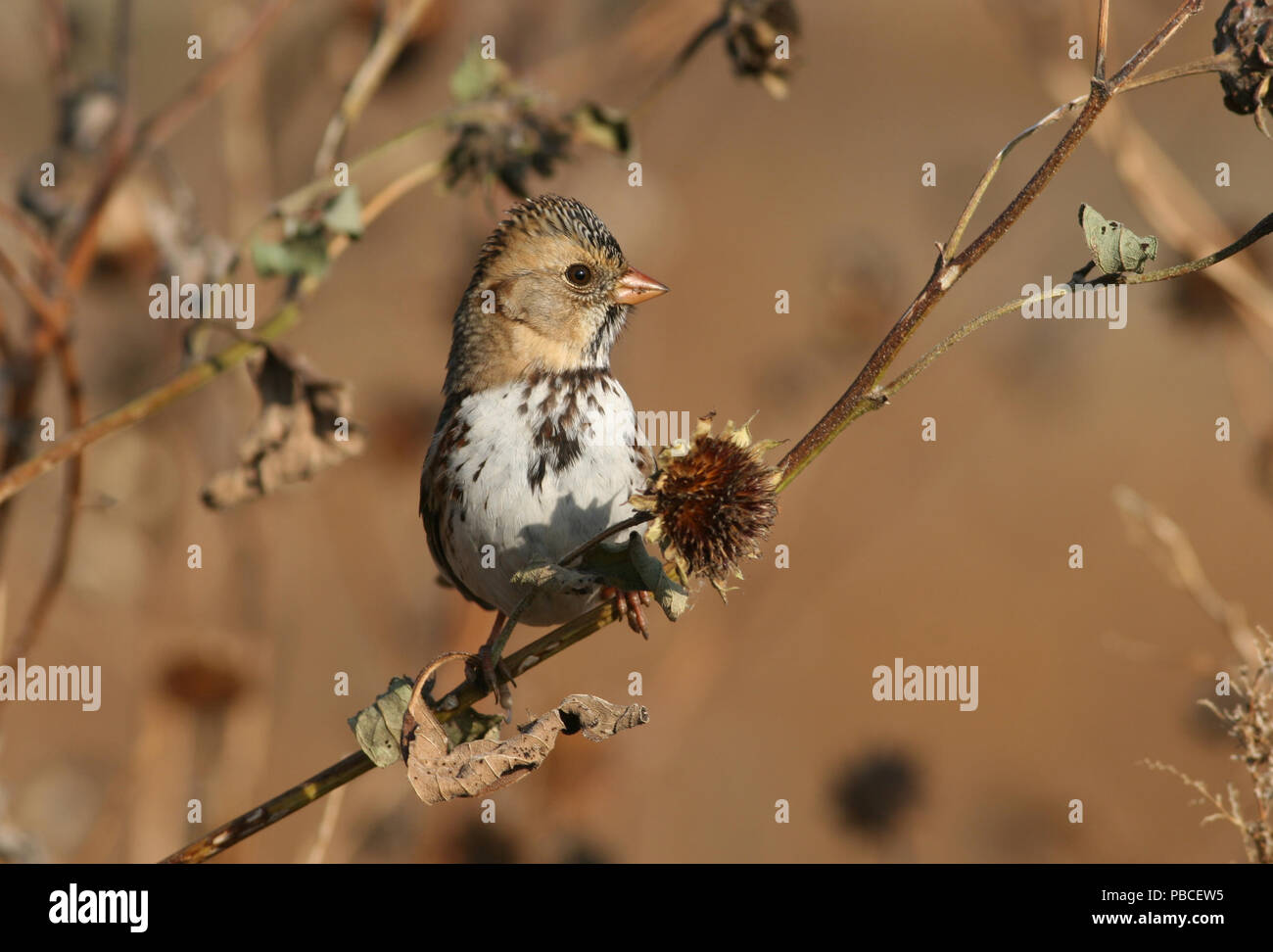 Harris's Sparrow Ottobre 15th, 2006 vicino al lago di Madison, la contea del lago Foto Stock