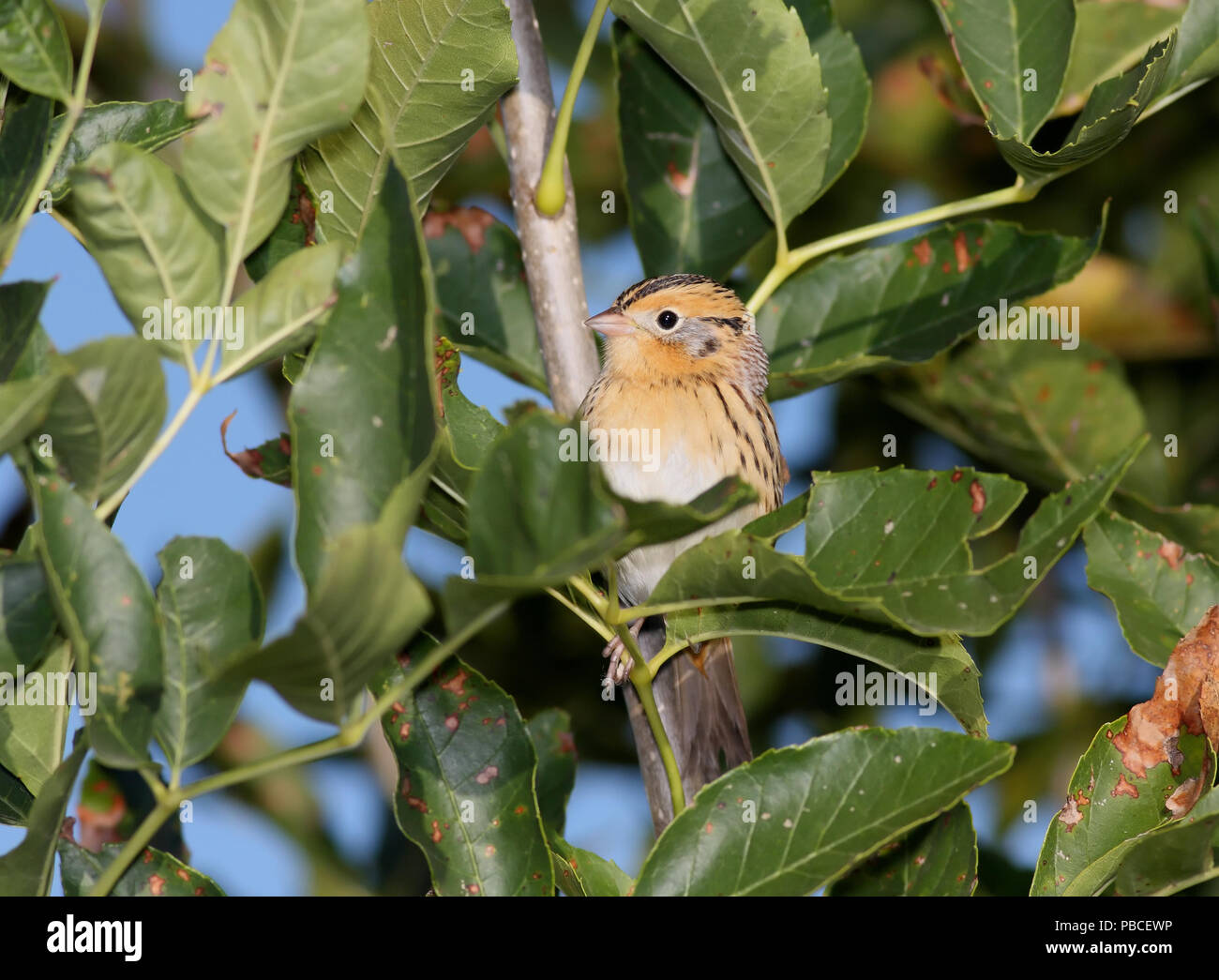 Le Conte di Sparrow Settembre 30th, 2008 Fatih Akin di Slough in Lincoln County, il Dakota del Sud Foto Stock