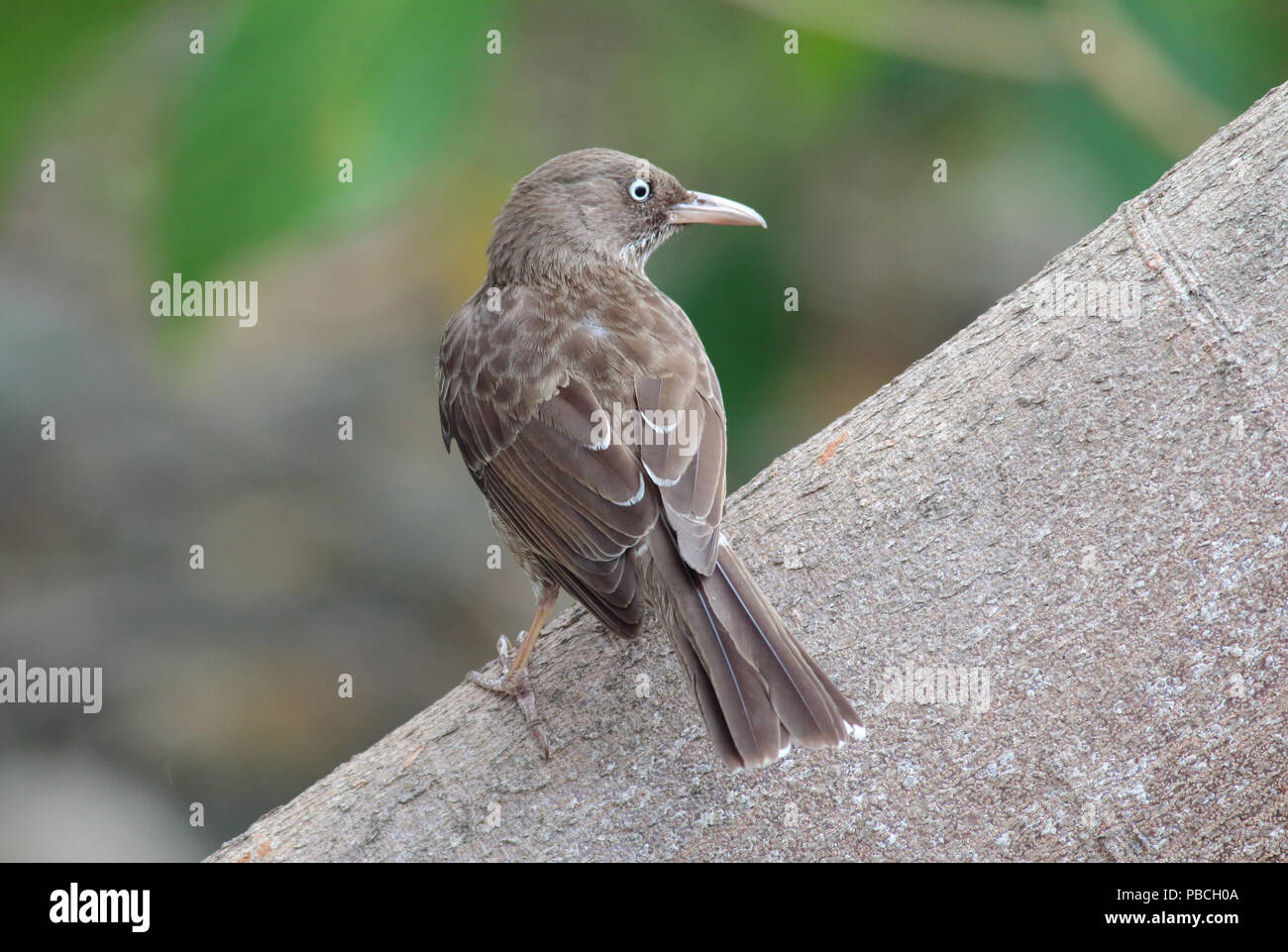 Perlacea-eyed Thrasher giugno 7th, 2015 San Giovanni Isola, U.S. Isole vergini Foto Stock