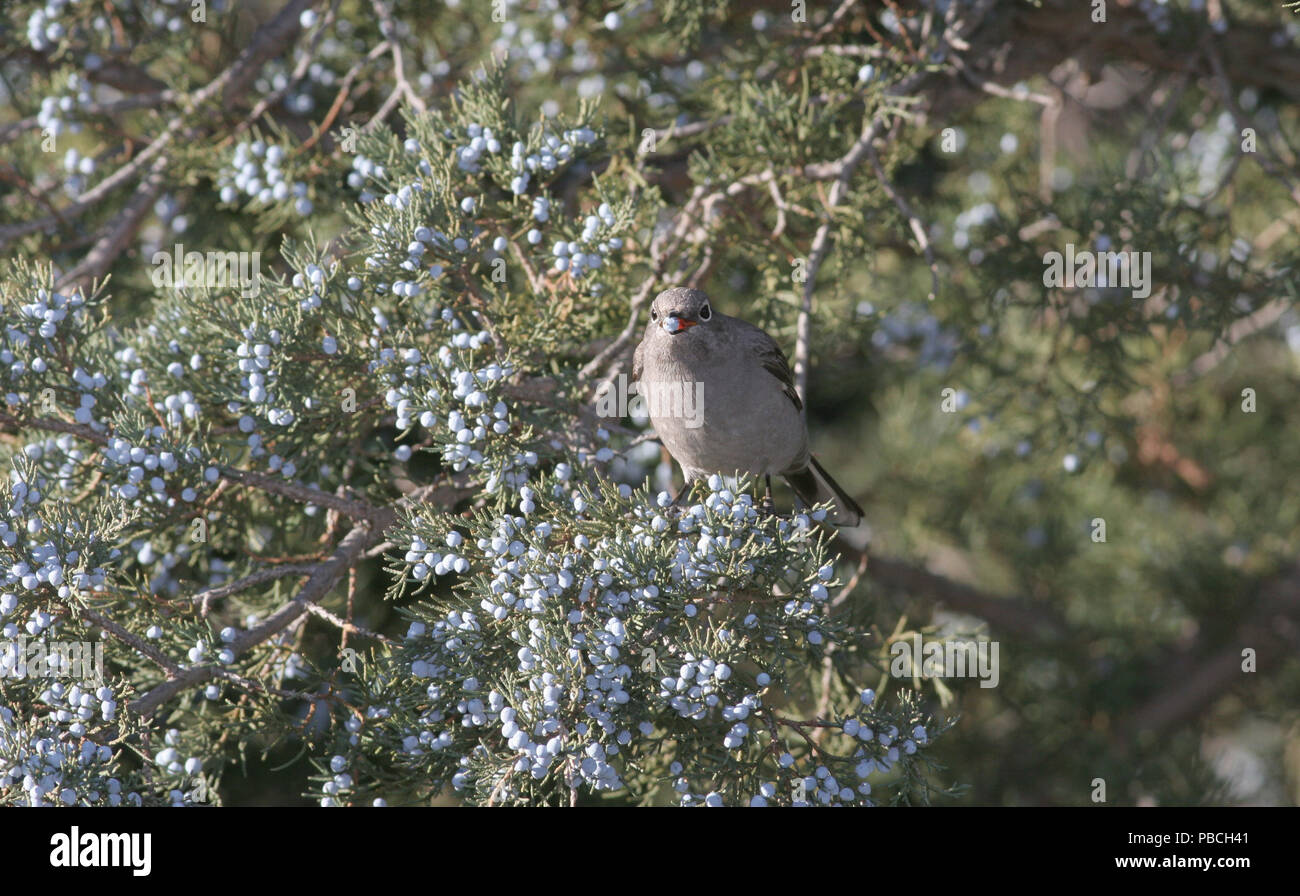Townsend's Solitaire Novembre 24th, 2007 Caprone Jump vicino Oahe Dam Foto Stock