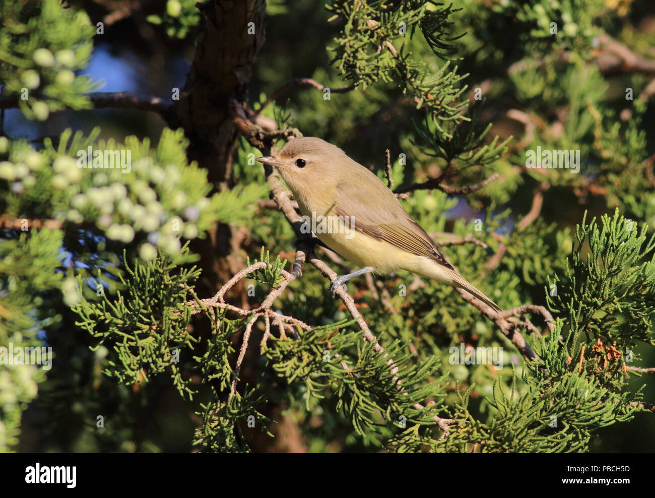 Ramage Vireo Settembre 14th, 2014 Newton Hills State Park, il Dakota del Sud Foto Stock