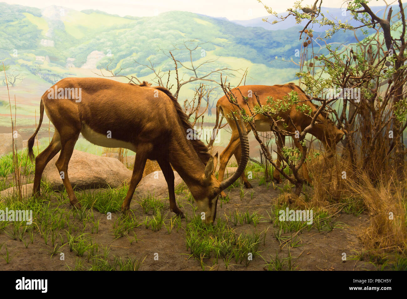 SAN FRANCISCO, Stati Uniti d'America - 5 OTT 2015: antilope nella sezione Animali di tge Accademia delle Scienze della California, un museo di storia naturale di San Francisco, Cal Foto Stock