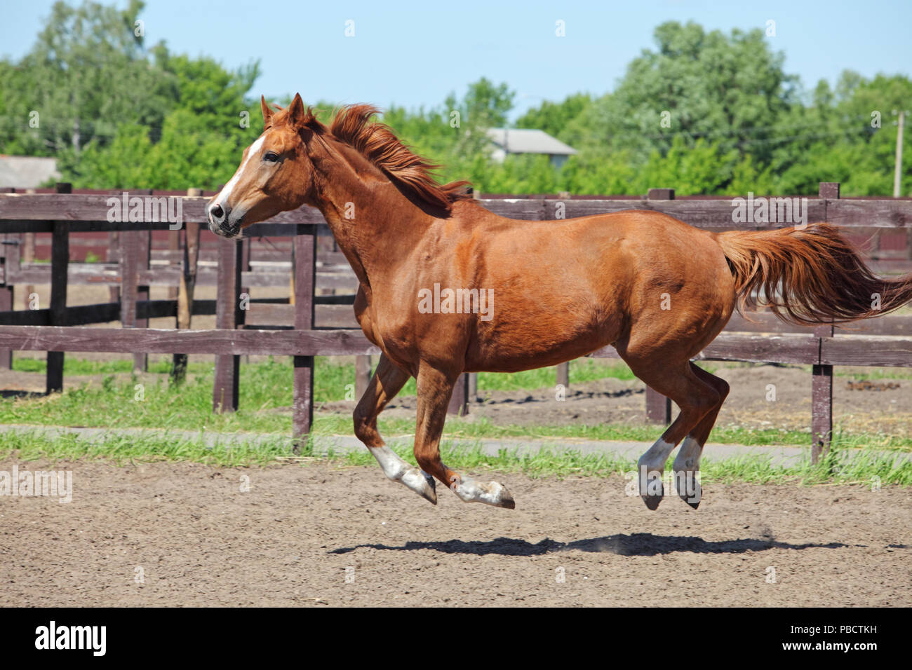 Castagna cavallo di razza in esecuzione nel paddock sullo sfondo sabbia Foto Stock