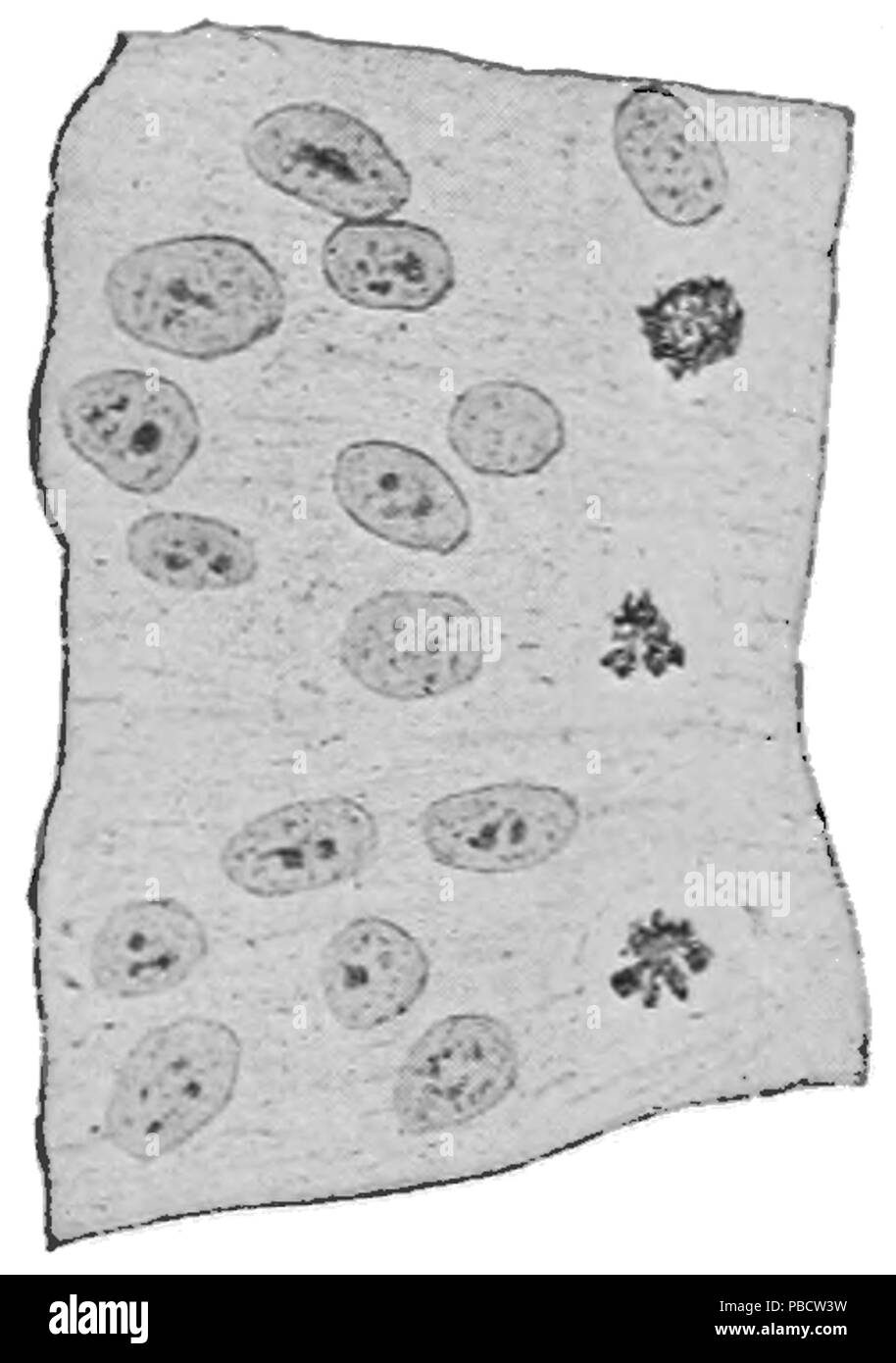 1234 PSM V71 D516 un primitivo segmento muscolare di un embrione di gatto Foto Stock