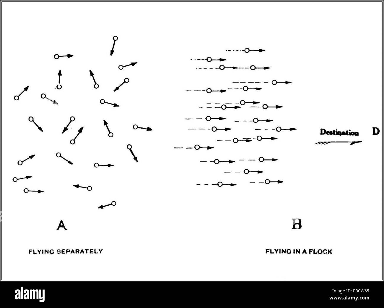 1234 PSM V84 D214 il floccaggio abitudine di uccelli migratori fig1 Foto Stock