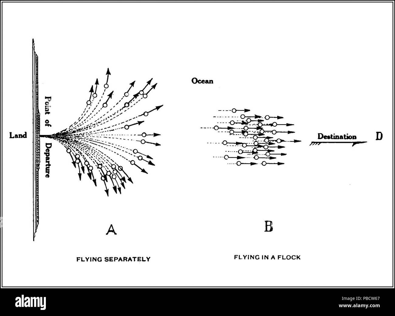 1234 PSM V84 D215 il floccaggio abitudine di uccelli migratori fig2 Foto Stock