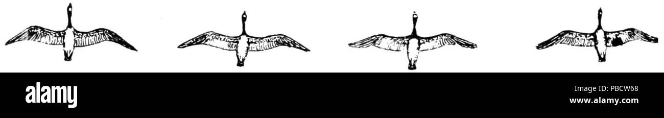 1234 PSM V84 D216 il floccaggio abitudine di uccelli migratori fig3 Foto Stock