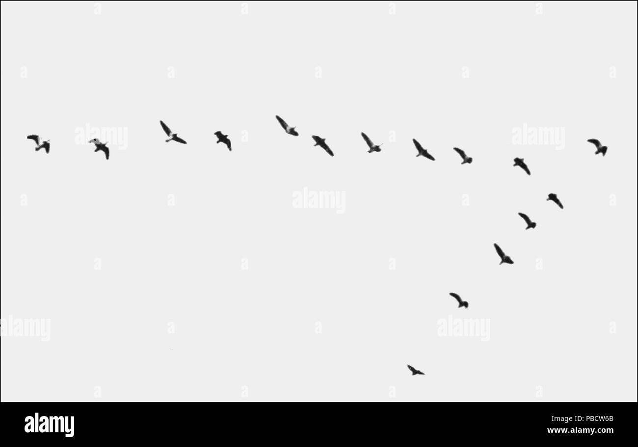 1234 PSM V84 D218 il floccaggio abitudine di uccelli migratori fig6 Foto Stock
